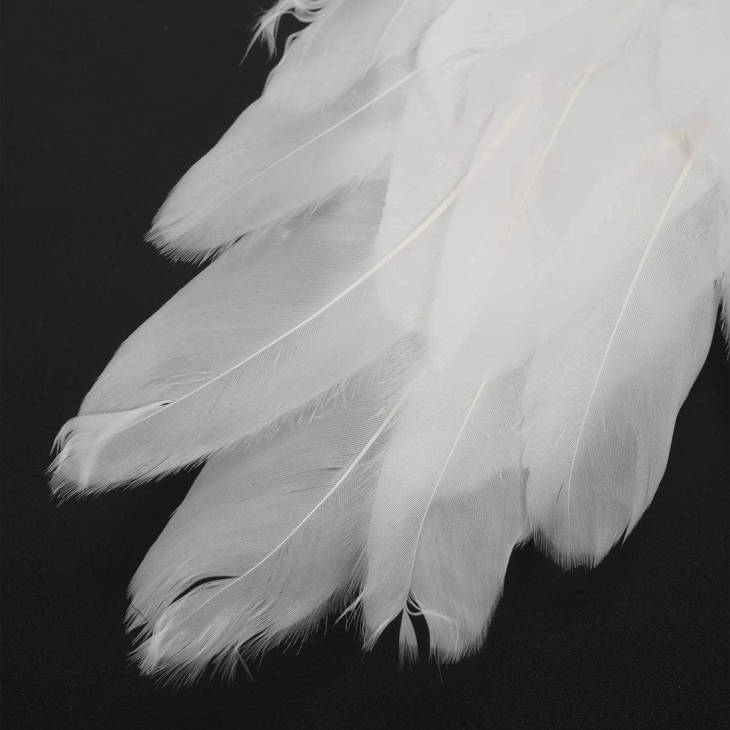 White & Black Angel Wings – Real Feather Costume Accessories for Kids & Adults